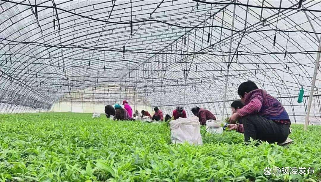 紧缺中药材种植(十大紧缺中草药材) 紧缺中药材种植(十大紧缺中草药材)