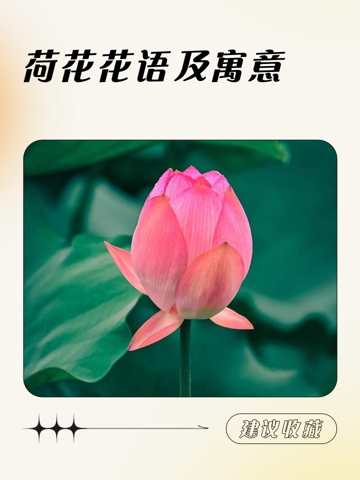 荷花的励志格言(荷花的励志格言有哪些)