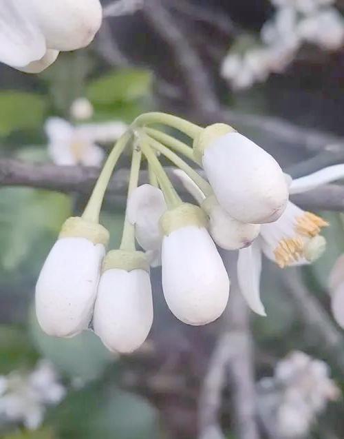 玳玳花是什么花(玳玳花是什么植物的花)