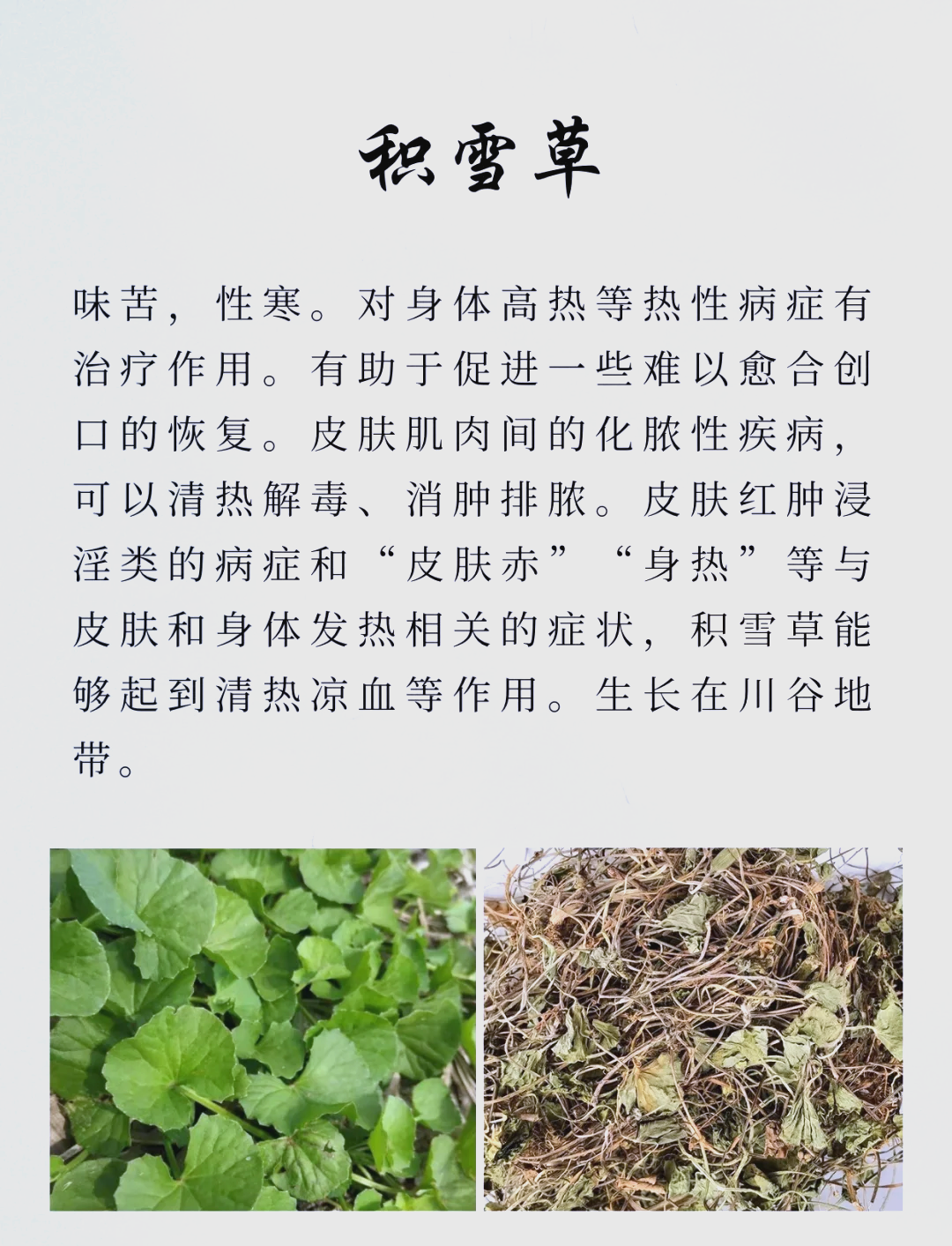 雪里蕻的功效(雪里蕻的功效和作用是什么)