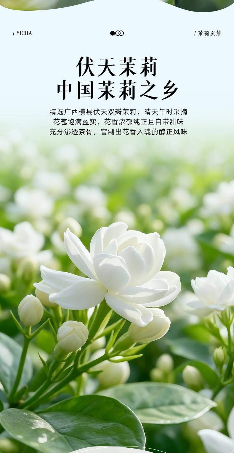 茉莉花茶上火吗(夏天喝茉莉花茶上火吗)