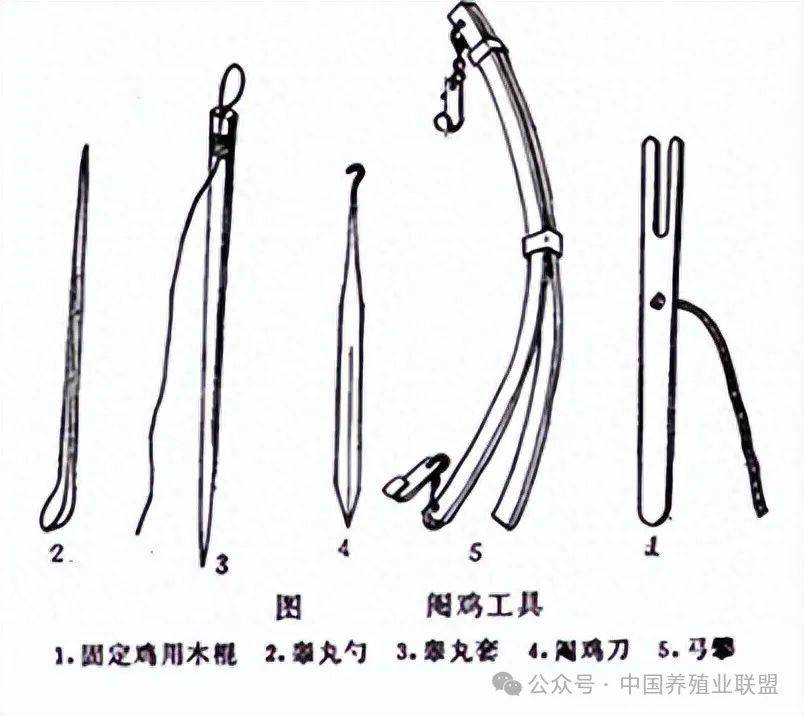 阉怎么读(酉怎么读音)