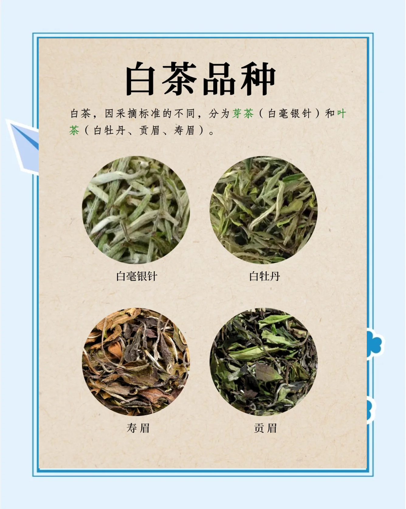 白茶和红茶的区别(白茶和红茶的区别功效与作用) 白茶和红茶的区别(白茶和红茶的区别功效与作用)
