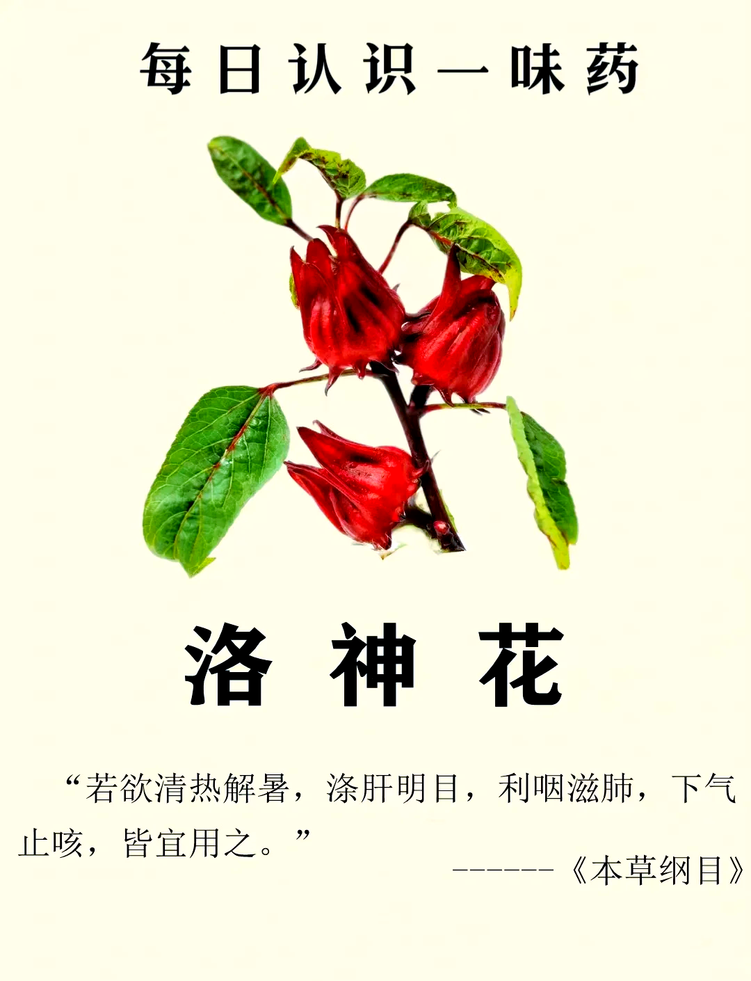 洛神花女人喝有什么好处(女性喝洛神花好还是玫瑰花好?) 洛神花女人喝有什么好处(女性喝洛神花好还是玫瑰花好?)