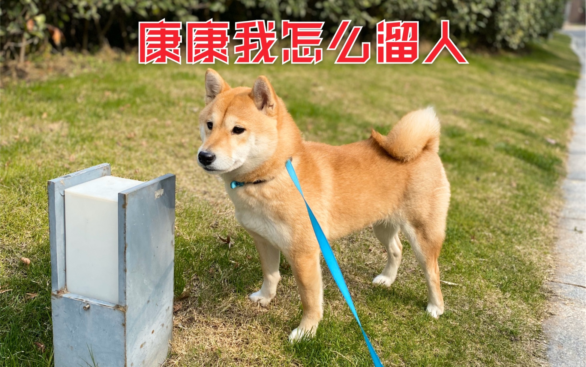 溜(溜莲的作用与功效)