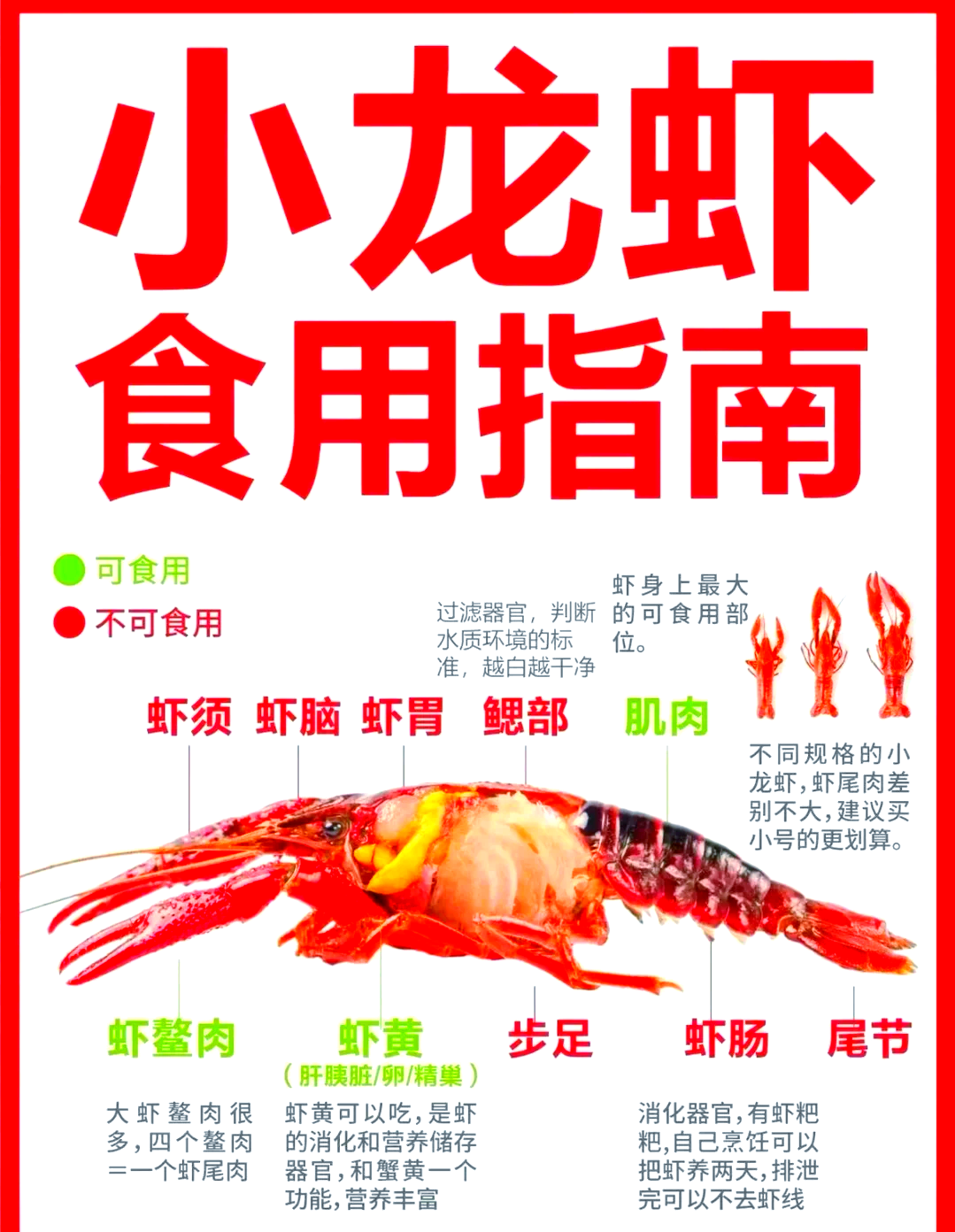 小龙虾养殖一亩投资成本(小龙虾养殖成本一亩地养虾能投资)