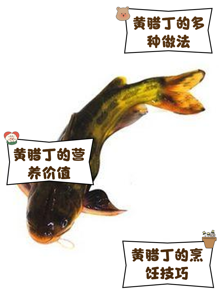 颡的意思(颡是什么字怎么读音)