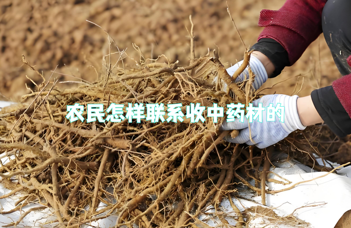 药材收购商联系方式(药材收购商联系方式有哪几种) 药材收购商联系方式(药材收购商联系方式有哪几种)