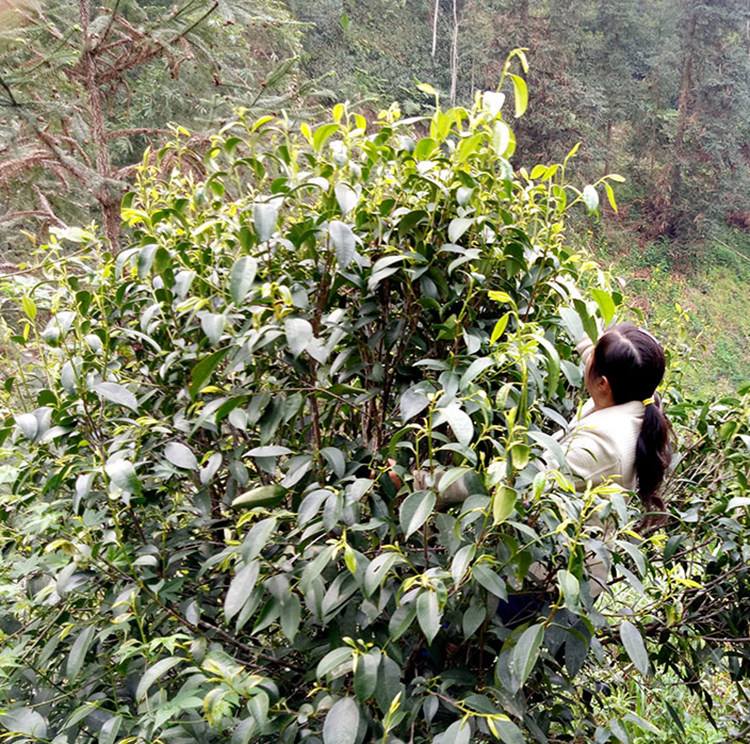 石崖茶(石崖茶图片)