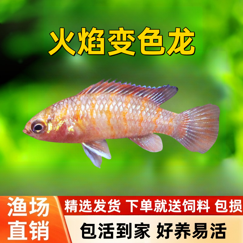 宠物变色龙多少钱一只(宠物变色龙多少钱一只幼崽)