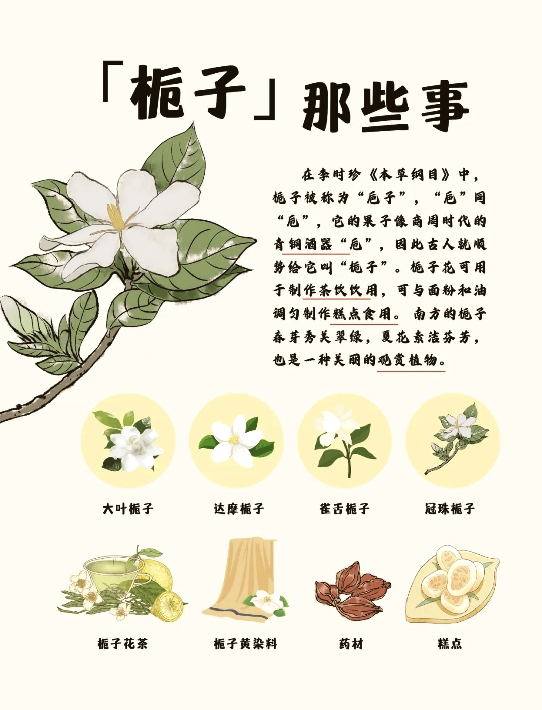 栀子花泡茶有什么功效(栀子花泡茶有什么功效与作用)