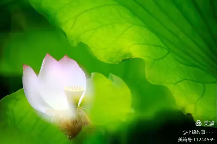 轻轻摘梦(轻轻摘梦百度云)