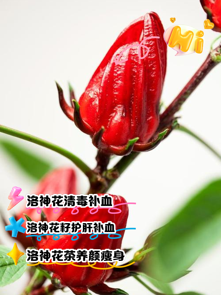 洛神花可以天天泡水喝吗(洛神花茶可以天天喝吗洛神花茶一次泡几朵)