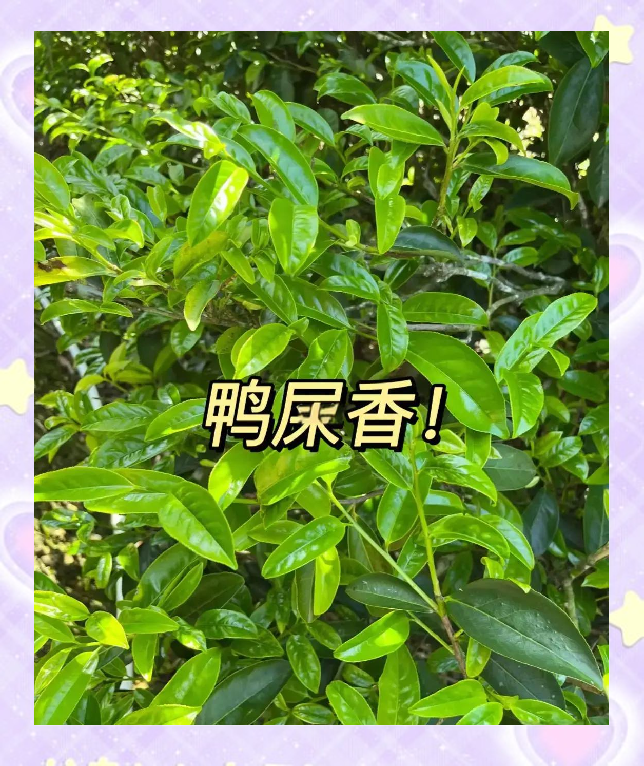 鸭屎香的口感描述(鸭屎香的口感描述句子)