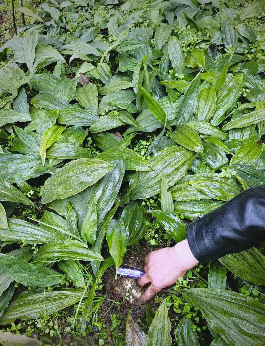 种植中药材有哪些(种植中药材技术大全)